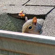 rodents in gutters